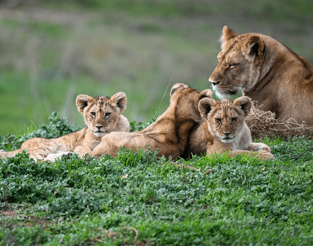 Monarto Safari Park