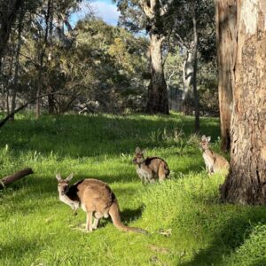 Belair National Park