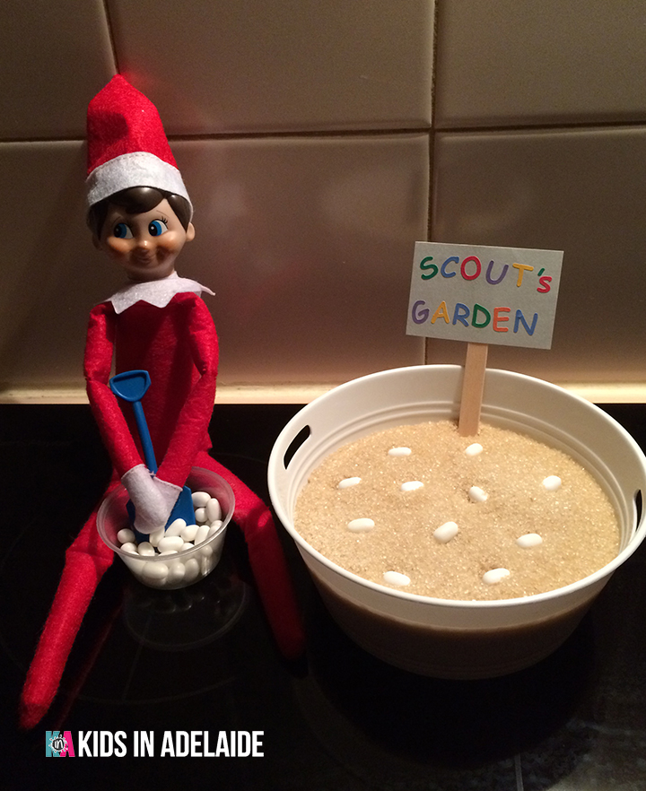 Kids in Adelaide Elf on the Shelf Scouts Garden part 1