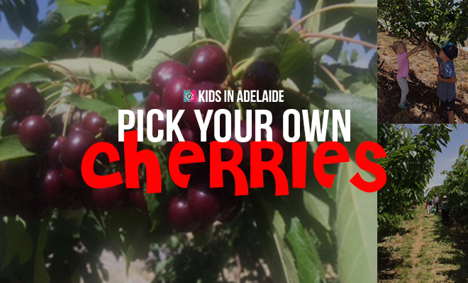 Pick your Own Cherries at Plummers