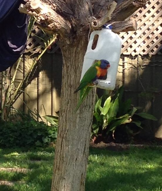 Parrots at our DIY bird feeder