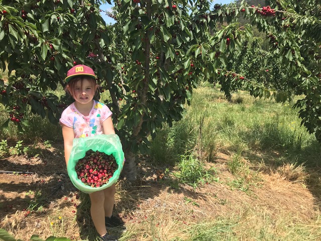 Cherry Picking Adelaide: Pick your Own Cherries at Lennane Orchards