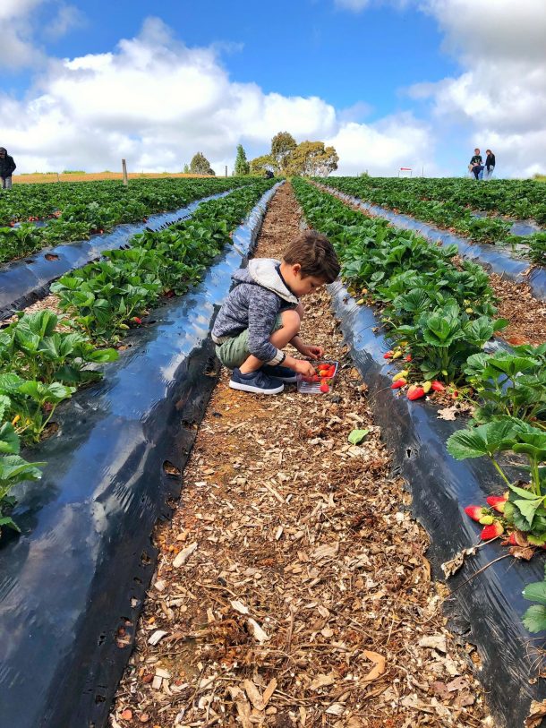 Beerenberg Strawberry Picking Adelaide Hills 2 610x813 