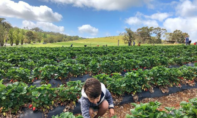 Strawberry Picking in S.A
