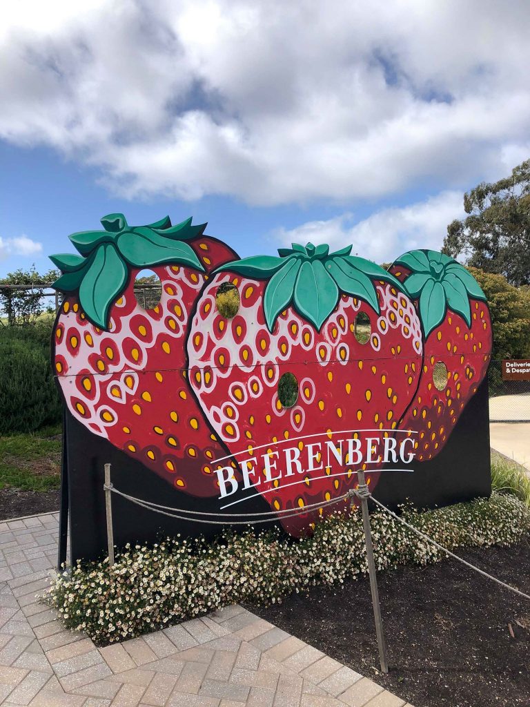 Strawberry Picking Beerenberg A great day out with the family!