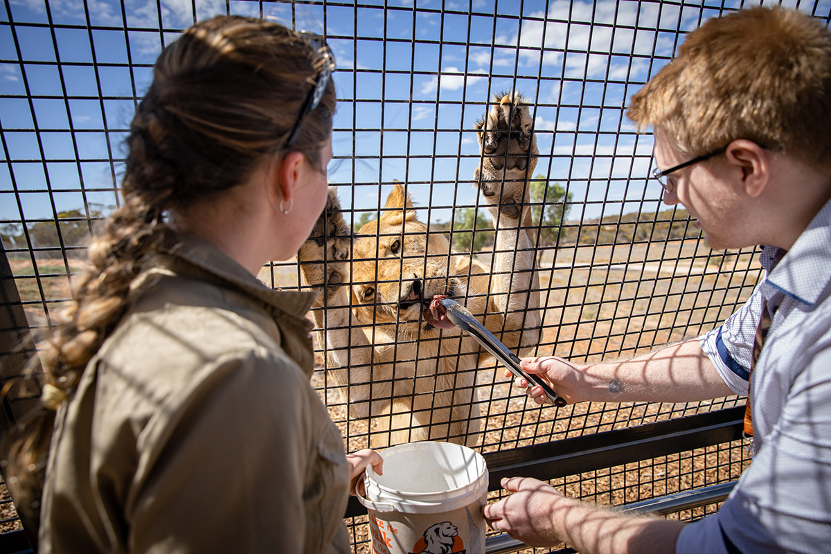 Lions 360 at Monarto Safari Park