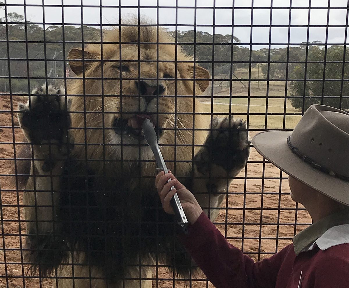 lion feeding monarto zoo