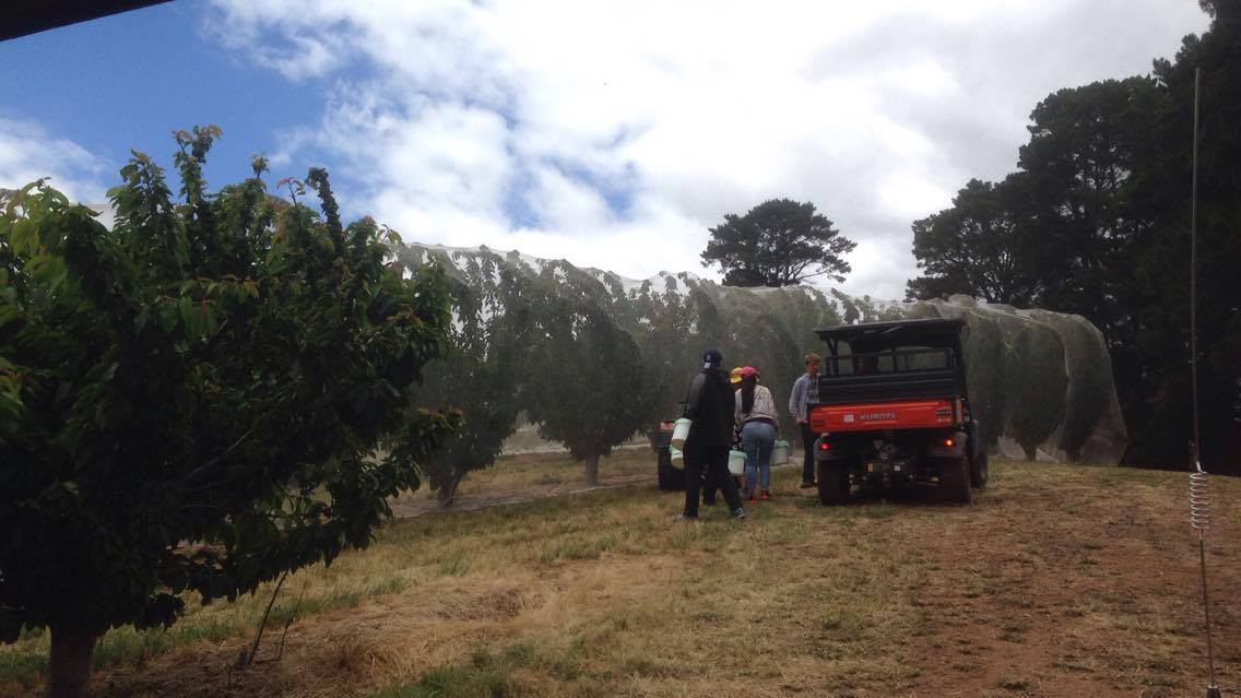 Fruit Trees Adelaide : Fruit Trees - Home Gardening Apple, Cherry, Pear, Plum ... - Check spelling or type a new query.