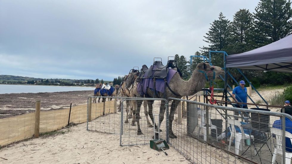 Family Friendly Victor Harbor Kids In Adelaide Activities, Events & Things to do in Adelaide