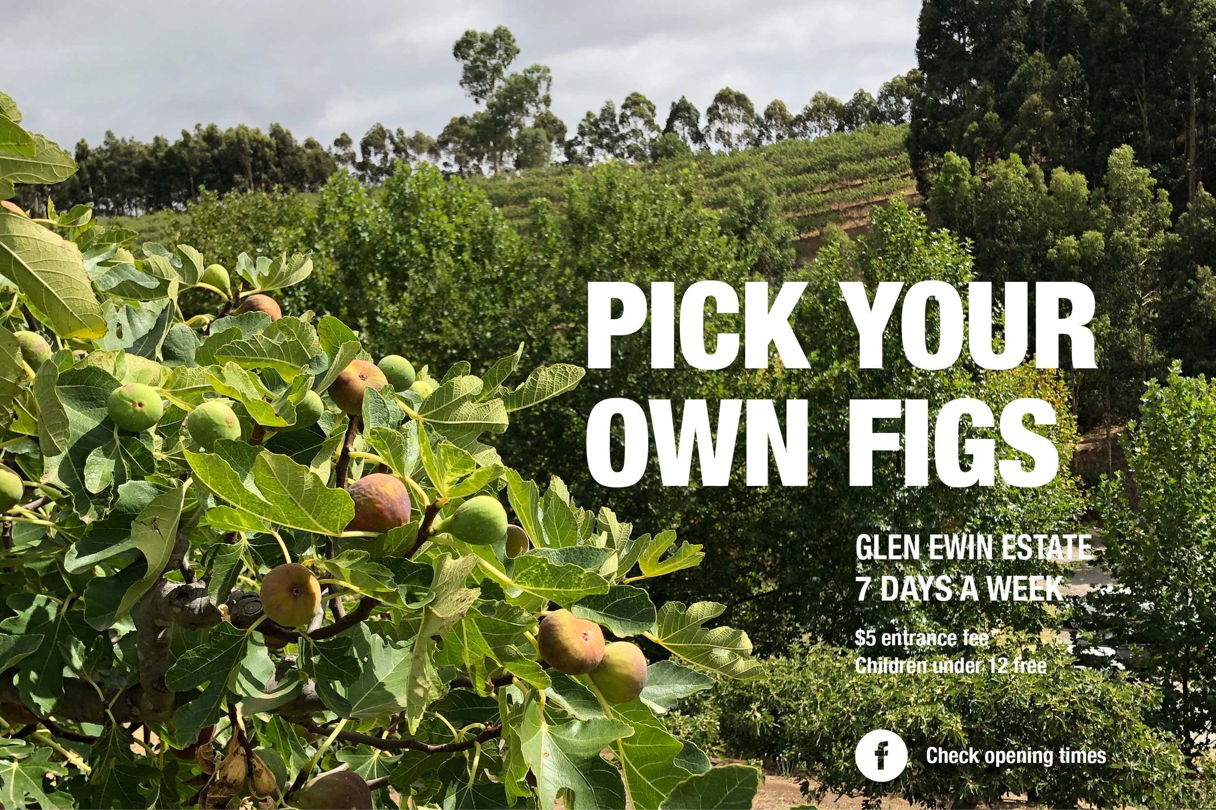 Pick Your Own Figs and cellar door at Glen Ewin Estate