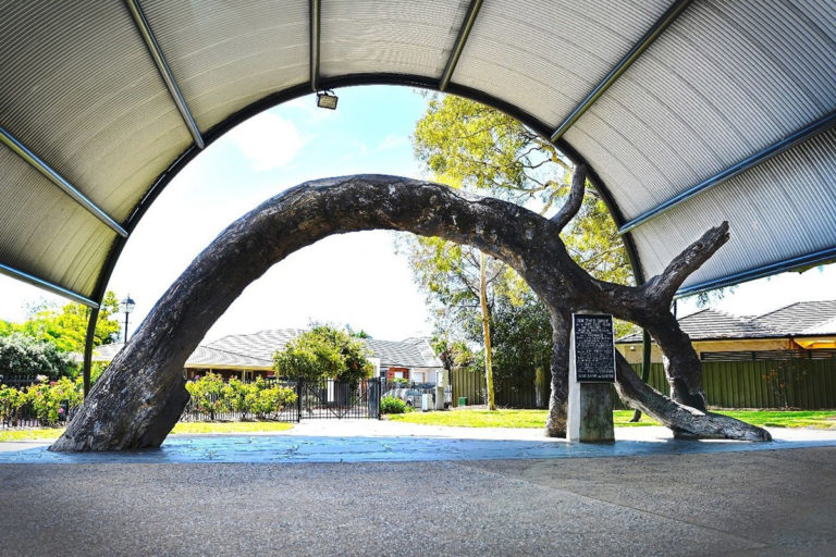 Kids in Adelaide|Play|Old Gum Tree Playground