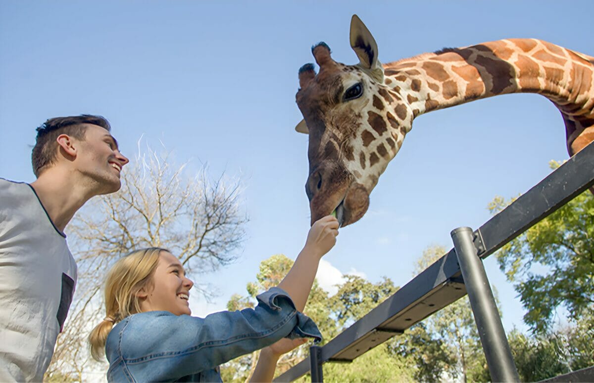Animal Experiences at Adelaide Zoo