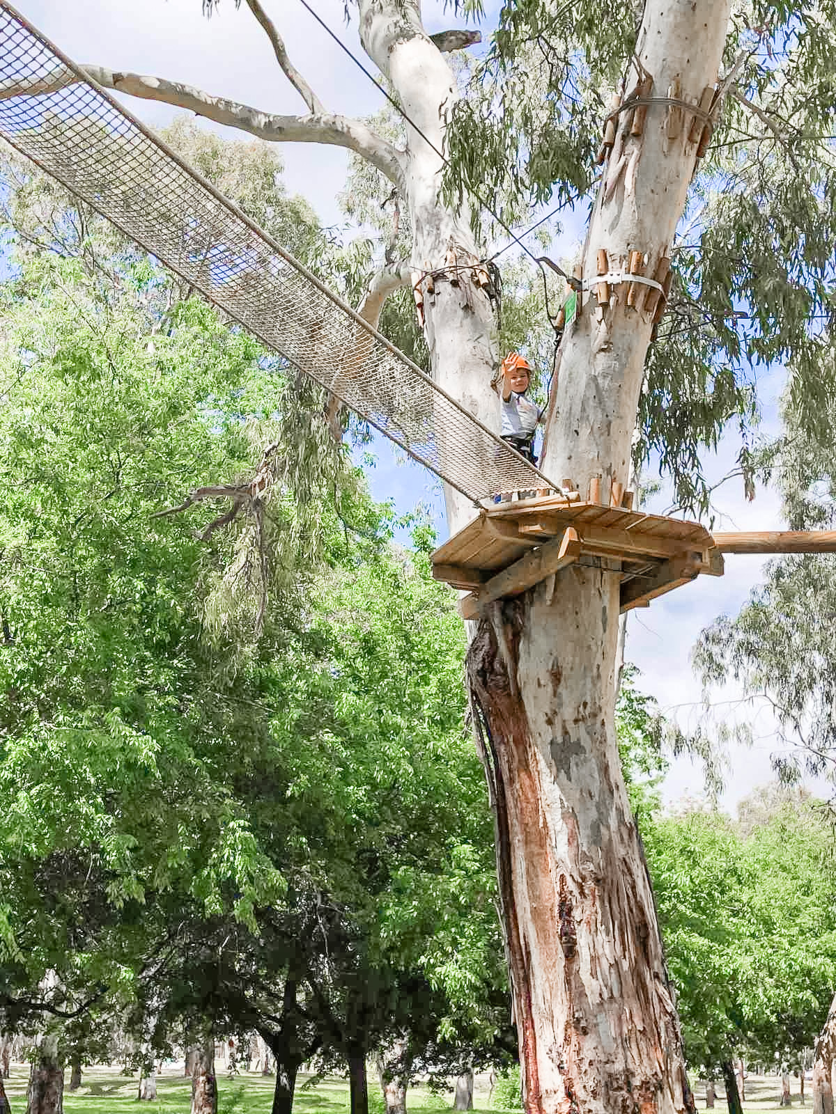 Treeclimb Adelaide Australias First Inner City Aerial Adventure Park With A Second Location