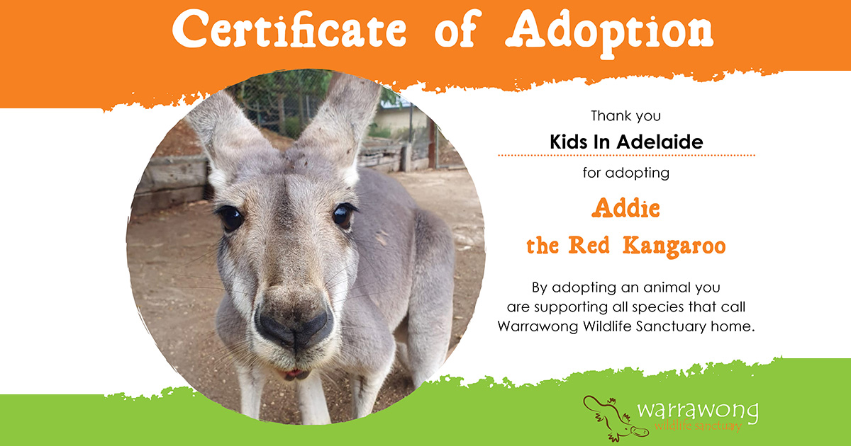 Adopt an Animal at Warrawong Wildlife Sanctuary