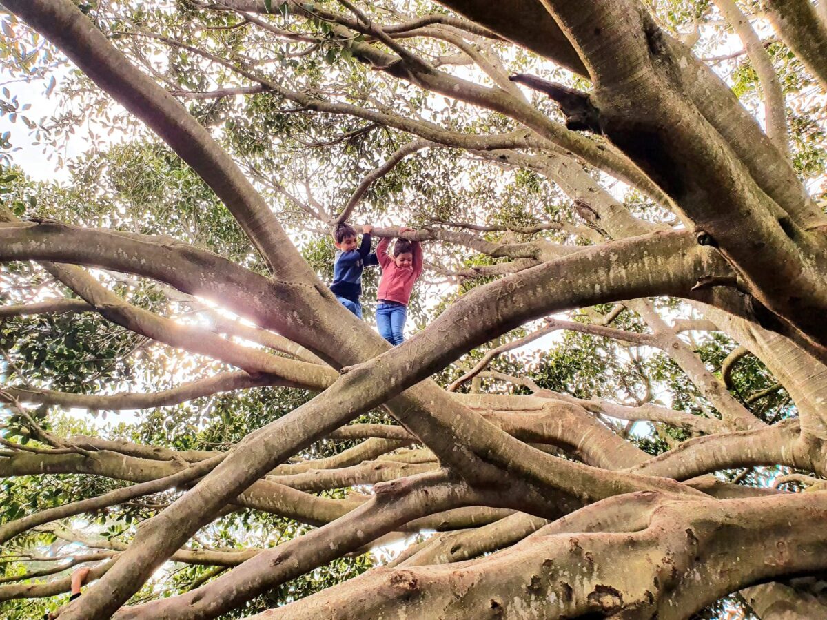 The Best Climbing Trees in Adelaide Kids In Adelaide Activities