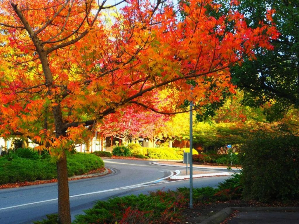 Adelaide Autumn Top Spots Kids In Adelaide Activities, Events