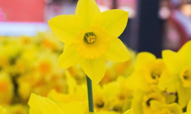 Cancer Council’s Daffodil Day Appeal