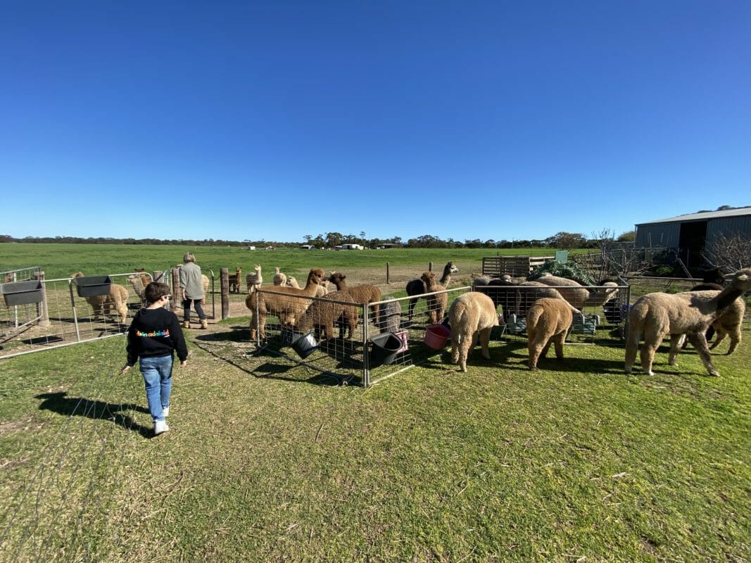 Alpacas Chaparral
