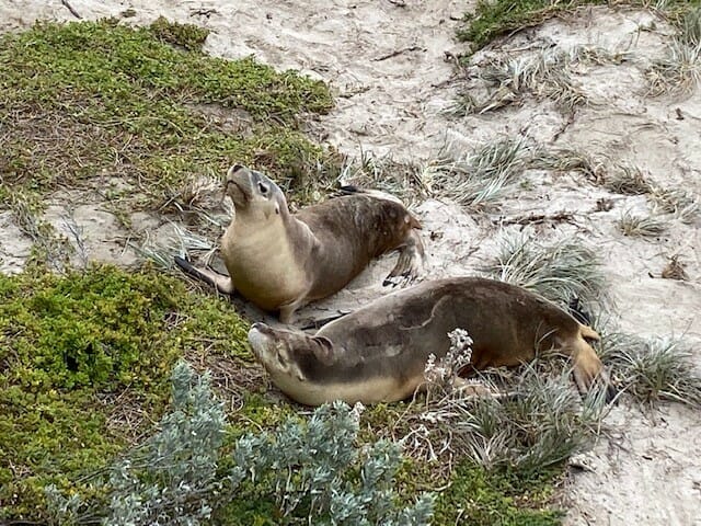 Seal Bay, Kangaroo Island
