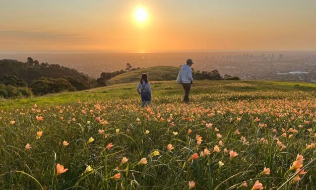 Family Bushwalking Adventures in Adelaide