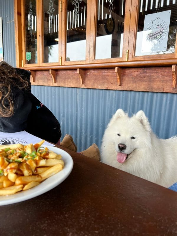 Smiling Samoyed Brewery, Myponga Kids In Adelaide Activities