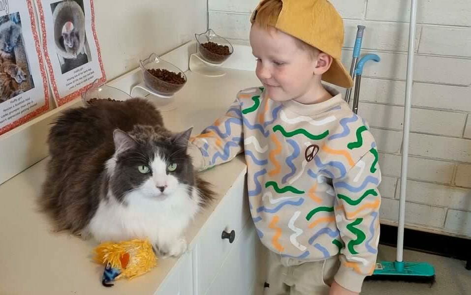 Sassy's Cat Cafe Kids In Adelaide Activities, Events & Things to do