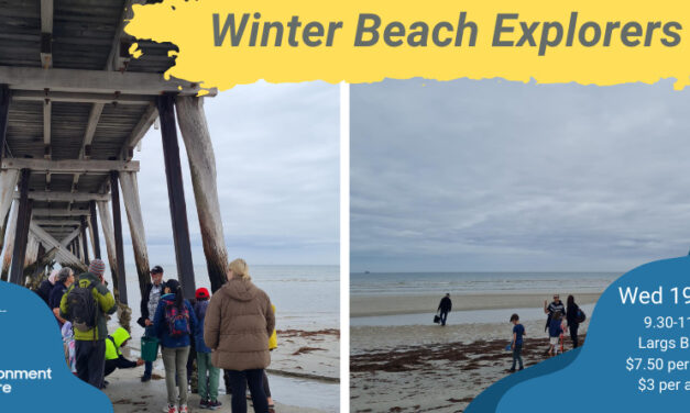 Winter Beach Explorers