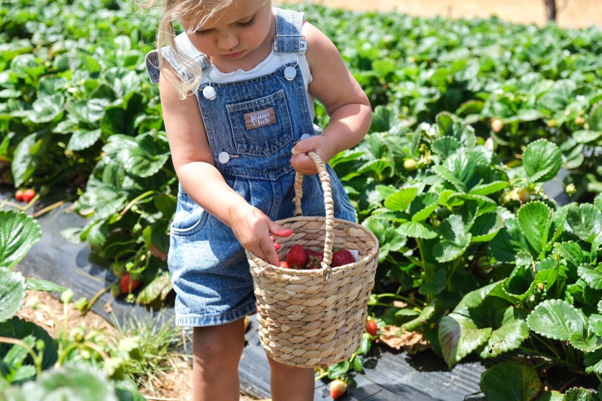 Beerenberg Pick your Own Strawberries