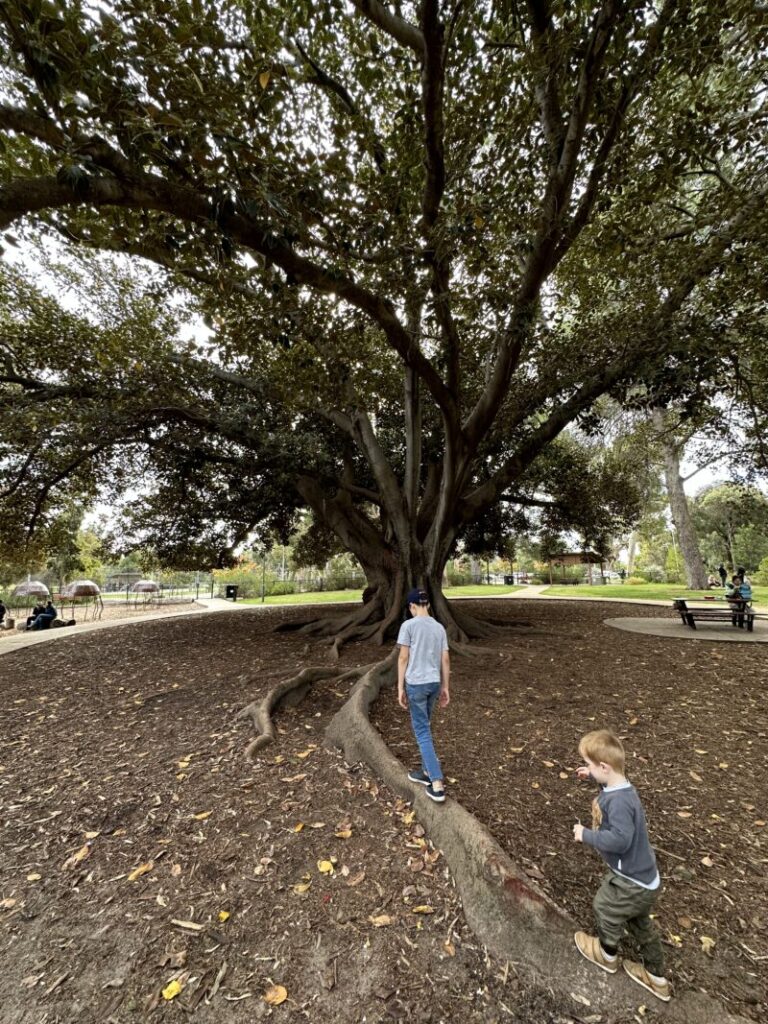 Marshmallow Park Playspace Adelaide Adelaide Playground