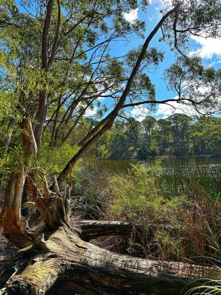 Woorabinda Bushland Reserve, Stirling | Kids In Adelaide | Activities ...