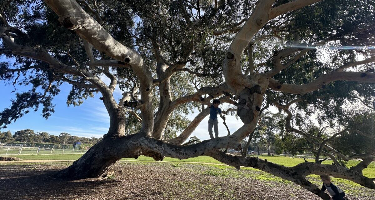 The Best Climbing Trees in Adelaide