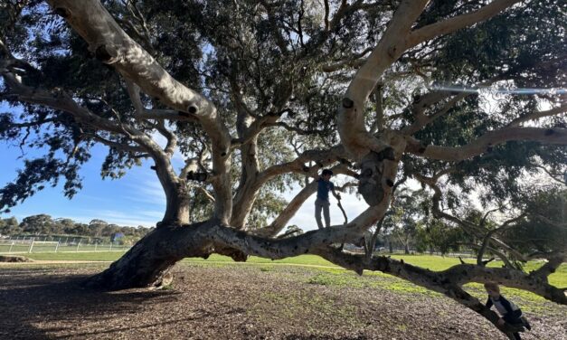 The Best Climbing Trees in Adelaide