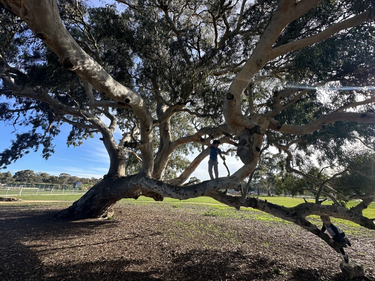 The Best Climbing Trees in Adelaide