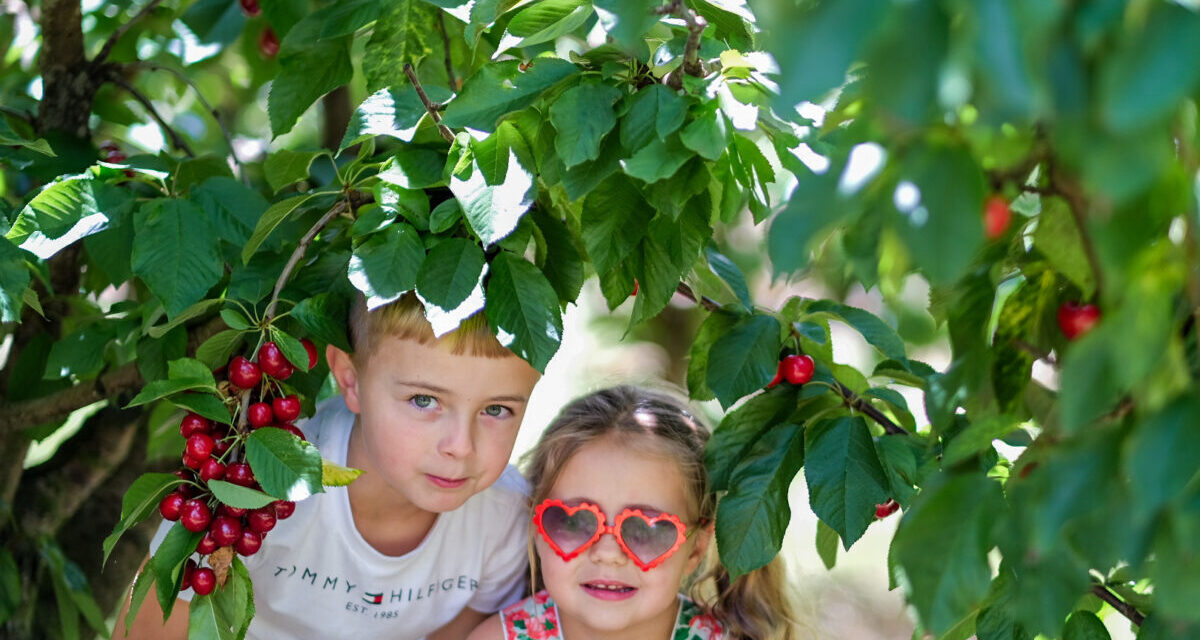 @Birdwood Pick Your Own Cherries, Adelaide Hills