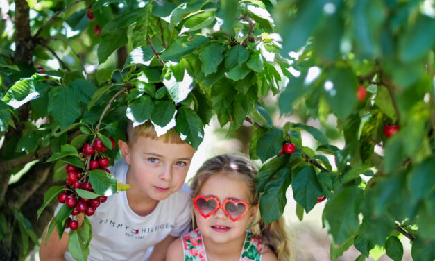 @Birdwood Pick Your Own Cherries, Adelaide Hills