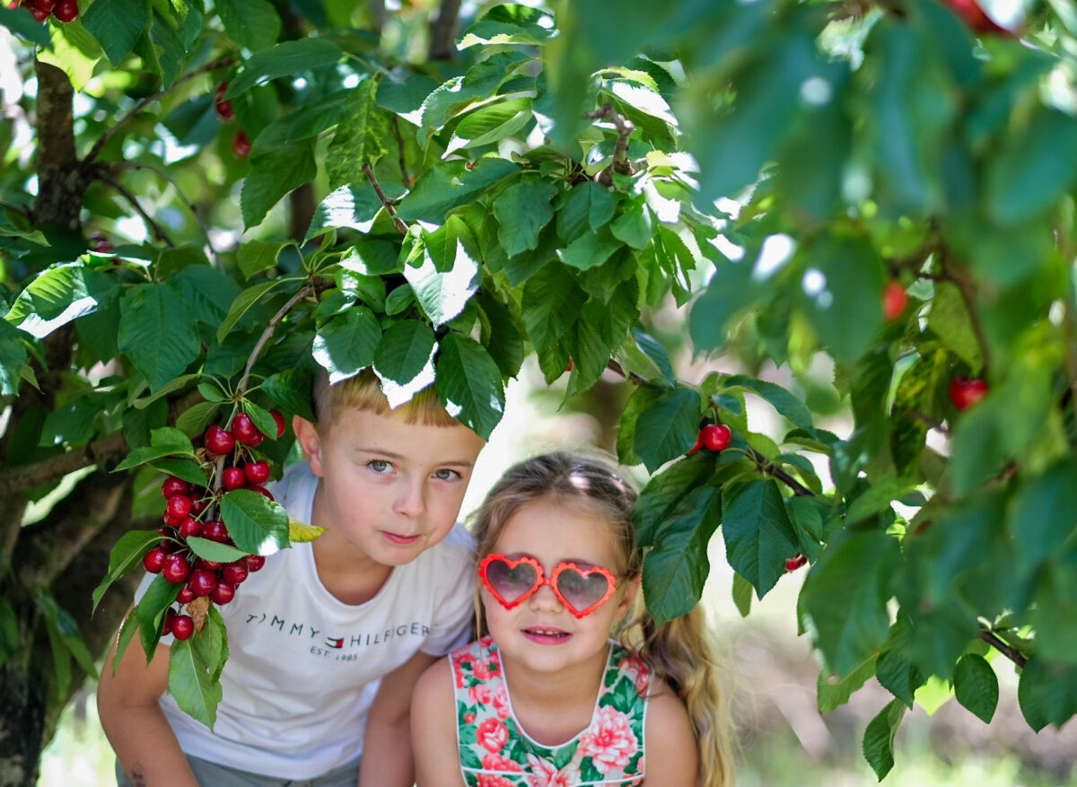 @Birdwood Pick Your Own Cherries, Adelaide Hills