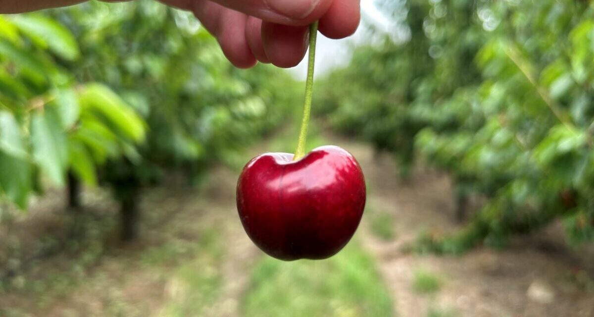 @Birdwood Pick Your Own Cherries, Adelaide Hills