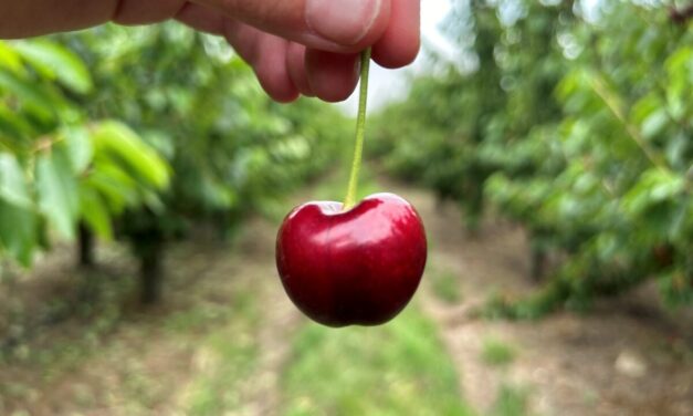 @Birdwood Pick Your Own Cherries, Adelaide Hills