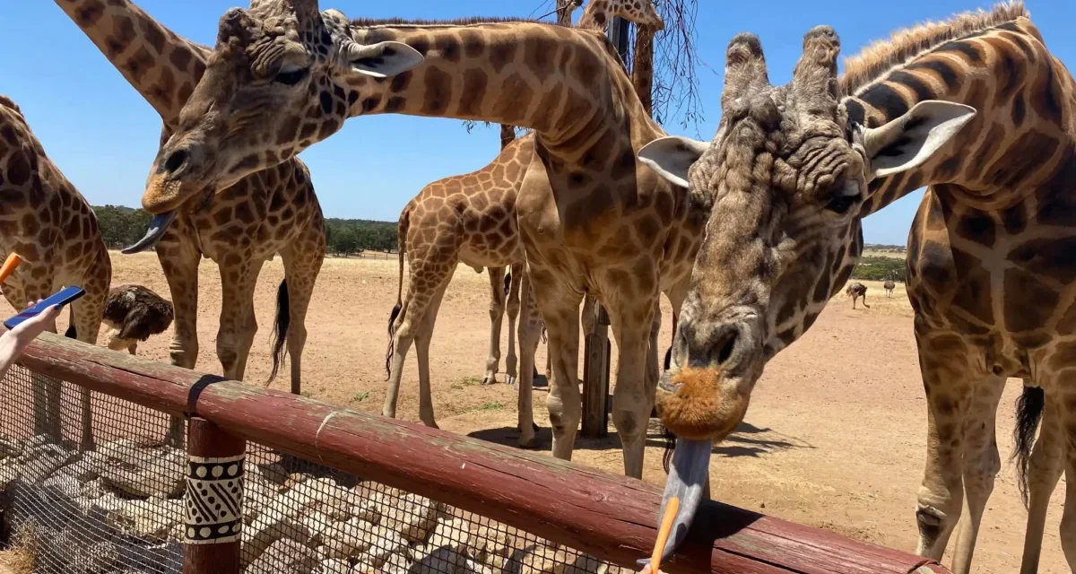 Monarto Safari Park