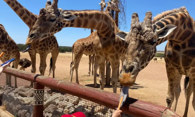 Monarto Safari Park