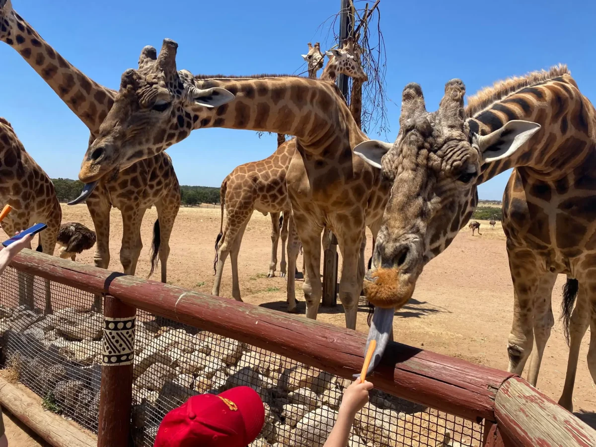 Monarto Safari Park