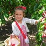 @Birdwood Pick Your Own Cherries, Adelaide Hills