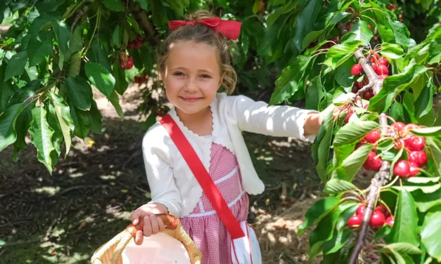 @Birdwood Pick Your Own Cherries, Adelaide Hills