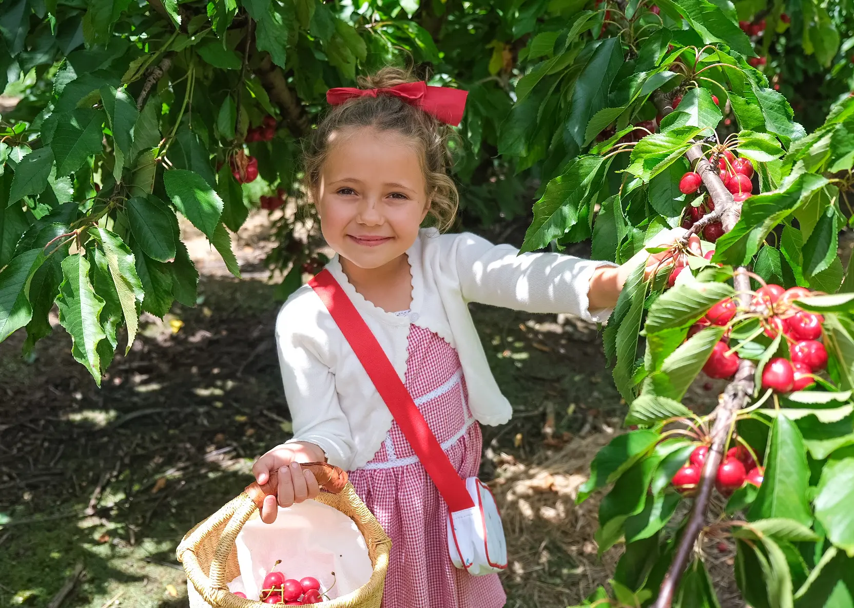 @Birdwood Pick Your Own Cherries, Adelaide Hills