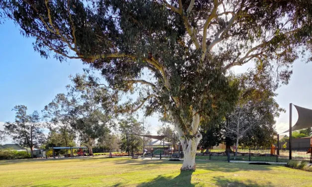 Frank Norton Reserve Playground, Torrensville