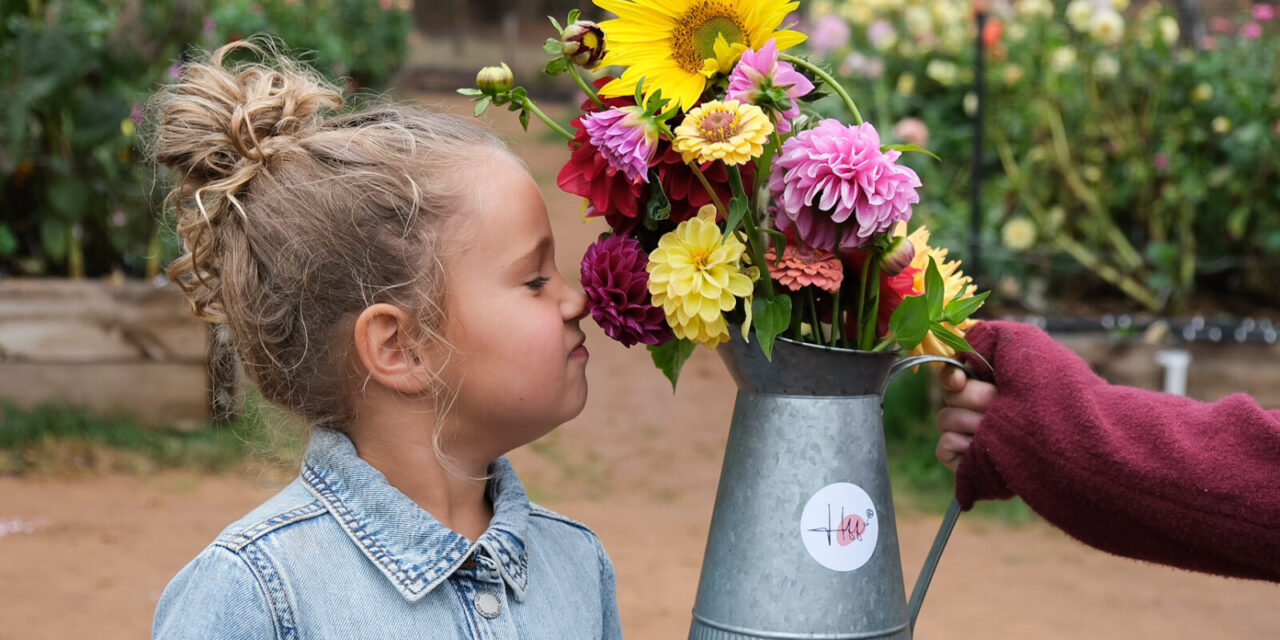 Where to Go Flower Picking in Adelaide: Best Farms, Fields & Seasonal Spots