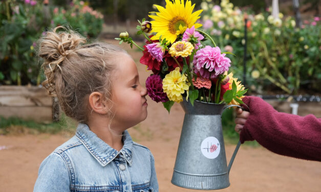 Where to Go Flower Picking in Adelaide: Best Farms, Fields & Seasonal Spots