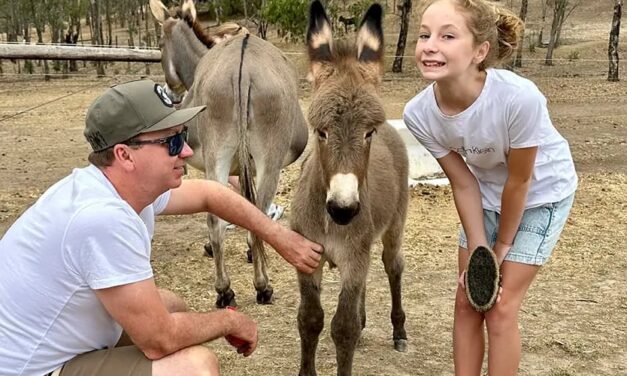 Donkey Discovery – Adelaide Hills