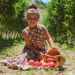 @Lenswood Pick Your Own Orchard