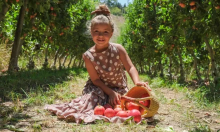 @Lenswood Pick Your Own Orchard